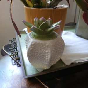 Beautiful Succulent Candle Holder